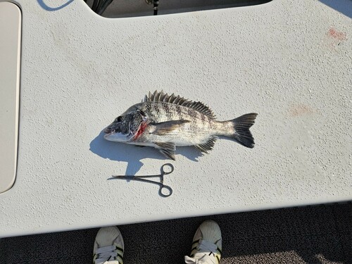 クロダイの釣果