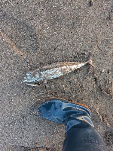 マルソウダの釣果