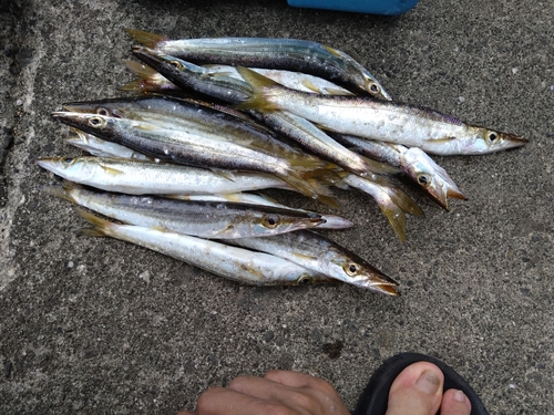 カマスの釣果