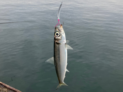 イワシの釣果