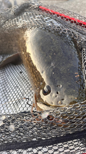 ライギョの釣果