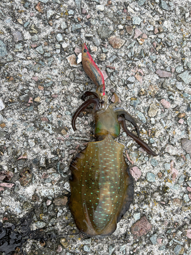 アオリイカの釣果