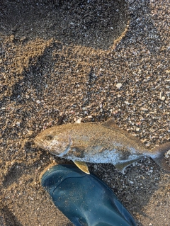 ショゴの釣果