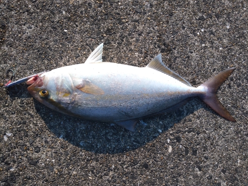 ネリゴの釣果