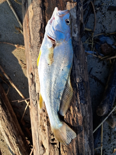 ニベの釣果