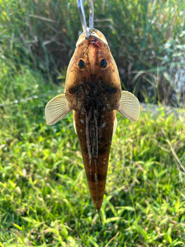 コチの釣果