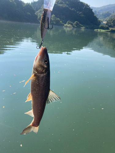 ニゴイの釣果