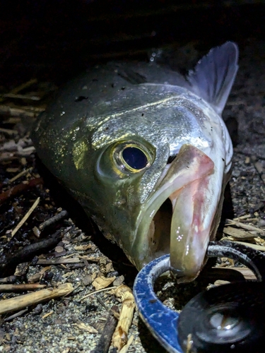 フッコ（ヒラスズキ）の釣果