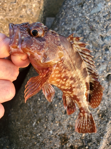 ガシラの釣果