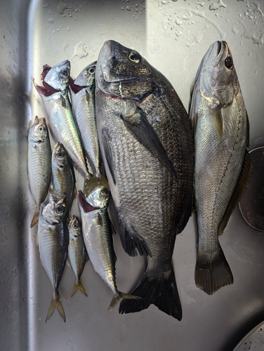 クロダイの釣果