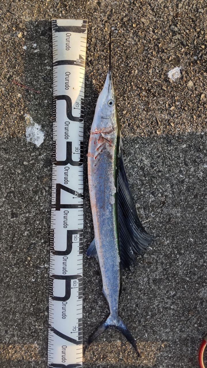 バショウカジキ