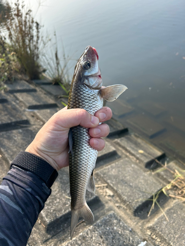 ニゴイの釣果