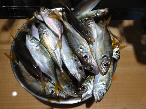 アジの釣果