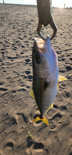 ワカシの釣果