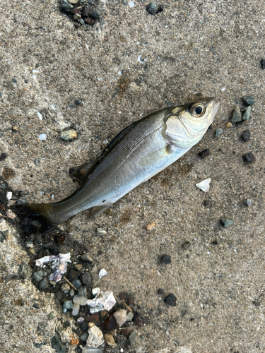 セイゴ（マルスズキ）の釣果