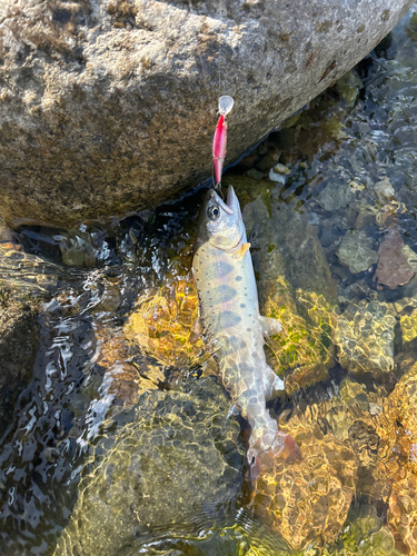 ヤマメの釣果