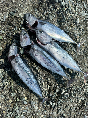 ソウダガツオの釣果