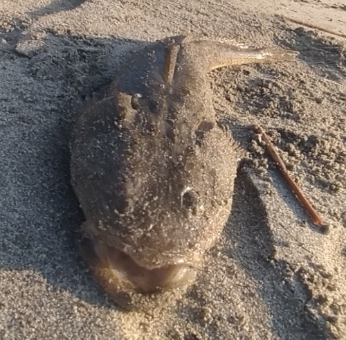 マゴチの釣果