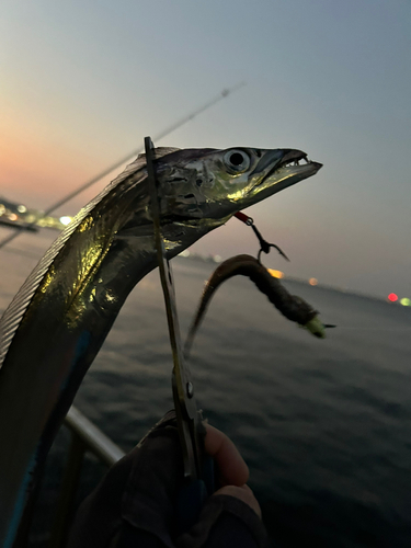 タチウオの釣果