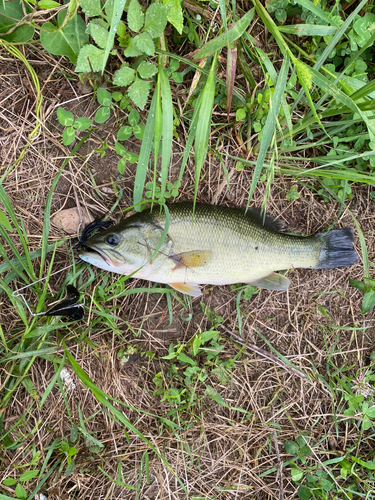 ラージマウスバスの釣果