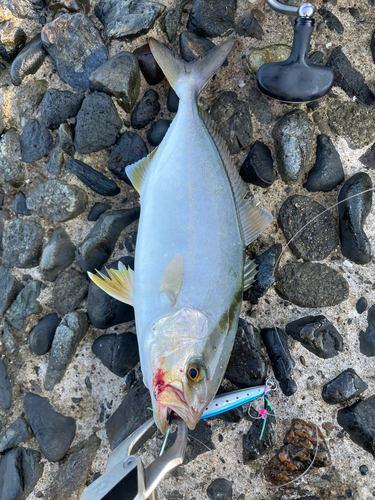 ショゴの釣果