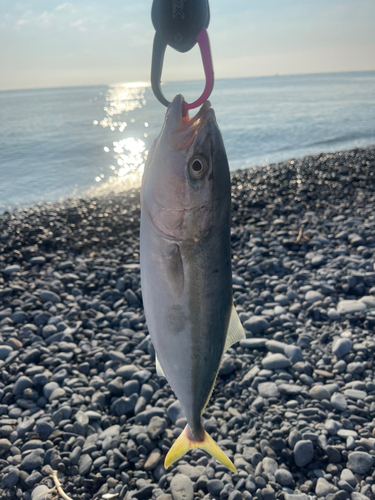 ワカナゴの釣果