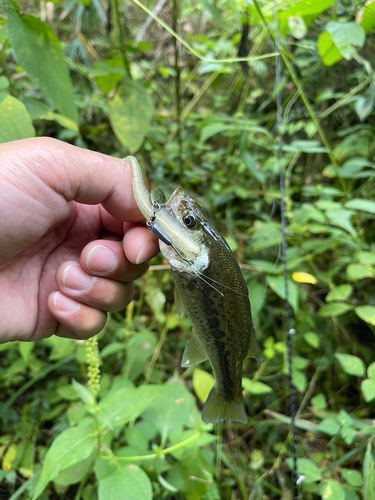 ラージマウスバスの釣果