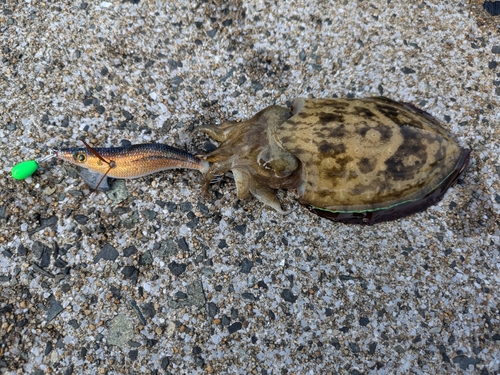 コウイカの釣果