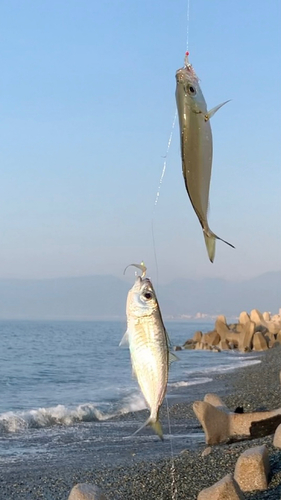 メアジの釣果