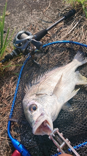 キビレの釣果