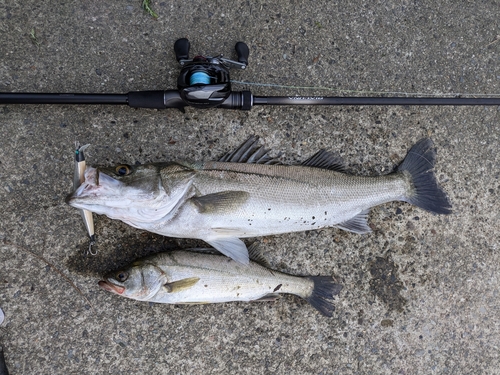 シーバスの釣果