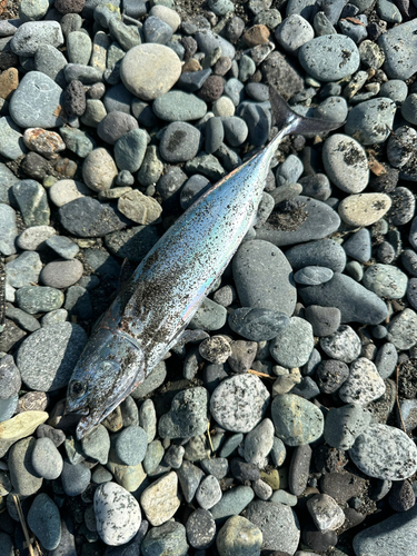 ソウダガツオの釣果