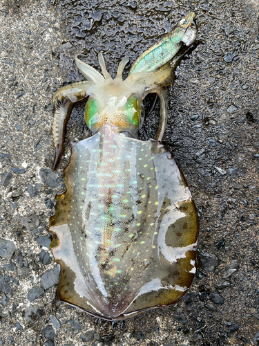 アオリイカの釣果