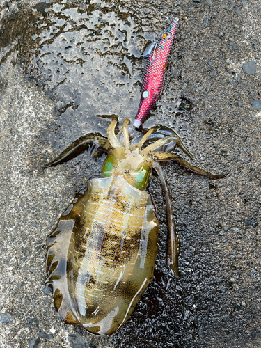 アオリイカの釣果