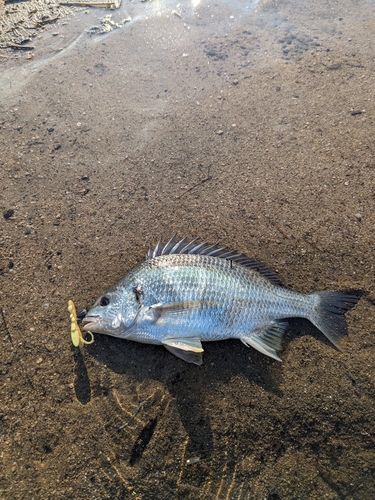 キビレの釣果