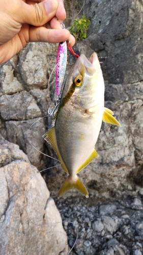 ショゴの釣果