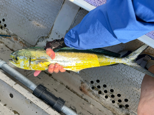 シイラの釣果