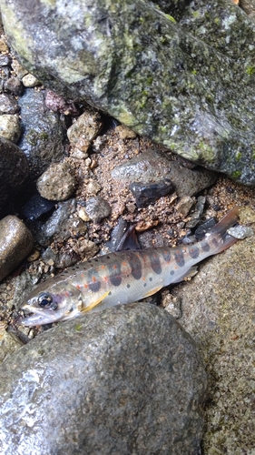 アマゴの釣果