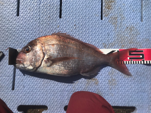 マダイの釣果