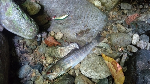 イワナの釣果