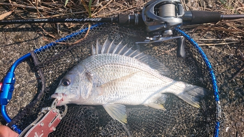 キビレの釣果