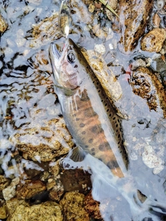 ヤマメの釣果