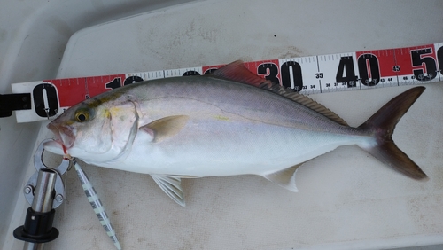 ネイリの釣果