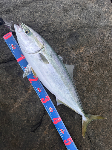 イナダの釣果