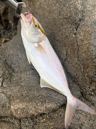 ショゴの釣果