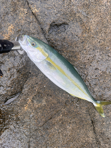 ワカシの釣果