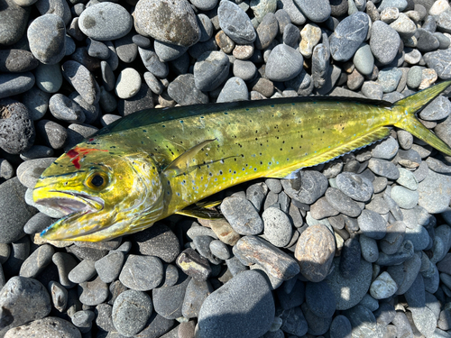 シイラの釣果