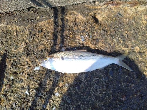 コノシロの釣果