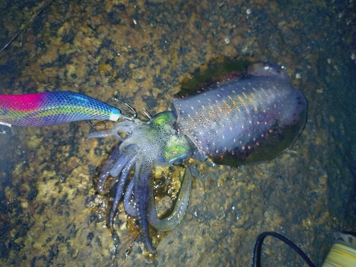 アオリイカの釣果