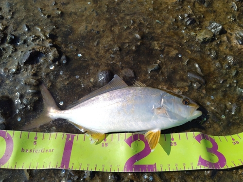 ショゴの釣果